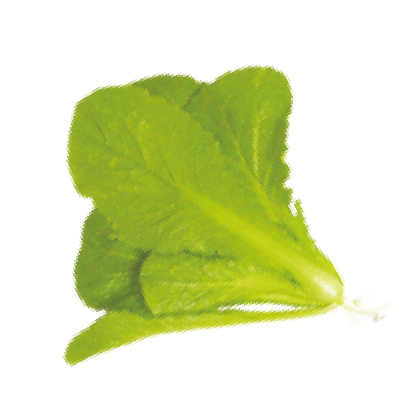 Green vein cabbage